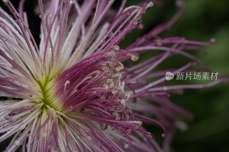 近距离的彩色中国菊花/菊花